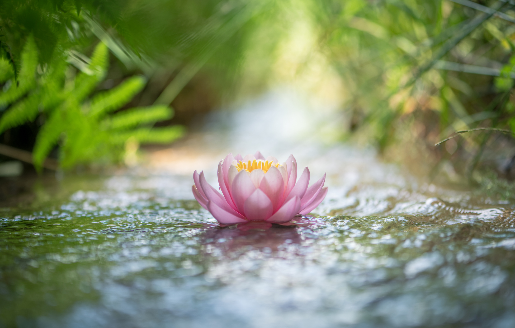 Pink Lotus Flower Or Water Lily Floating On The Water